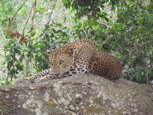 Leopard 2